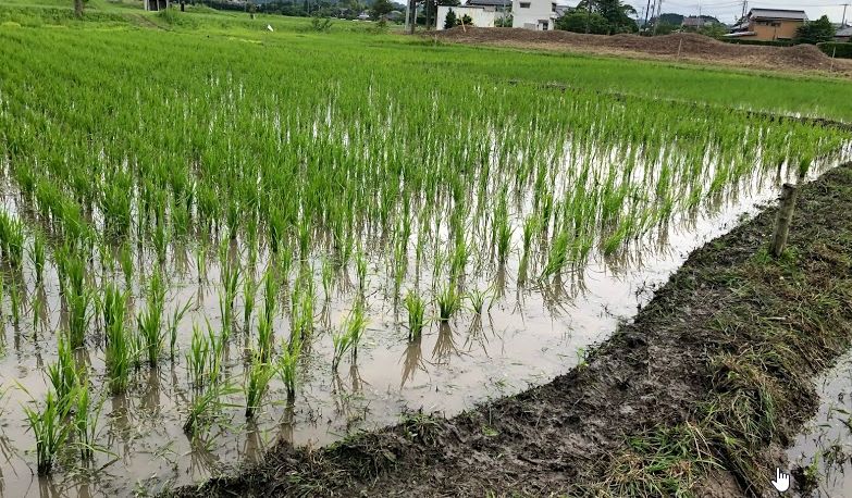 f:id:rice2015:20200626090936j:plain f:id:rice2015:20200626090936j:plain