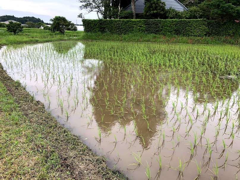f:id:rice2015:20200626091334j:plain f:id:rice2015:20200626091334j:plain
