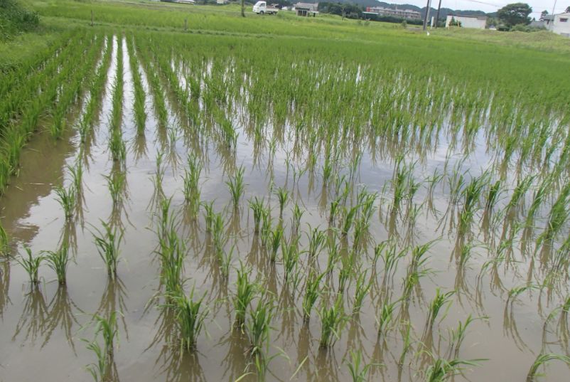 f:id:rice2015:20201029212742j:plain f:id:rice2015:20201029212742j:plain