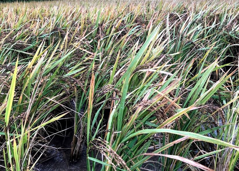 f:id:rice2015:20201029213133j:plain f:id:rice2015:20201029213133j:plain