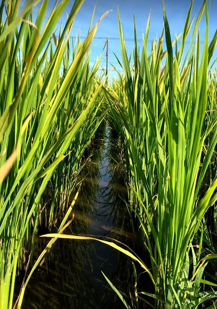 f:id:rice2015:20201029213641j:plain f:id:rice2015:20201029213641j:plain