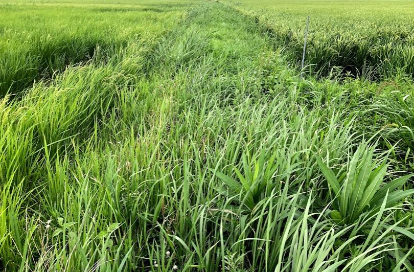 f:id:rice2015:20201029213859j:plain f:id:rice2015:20201029213859j:plain