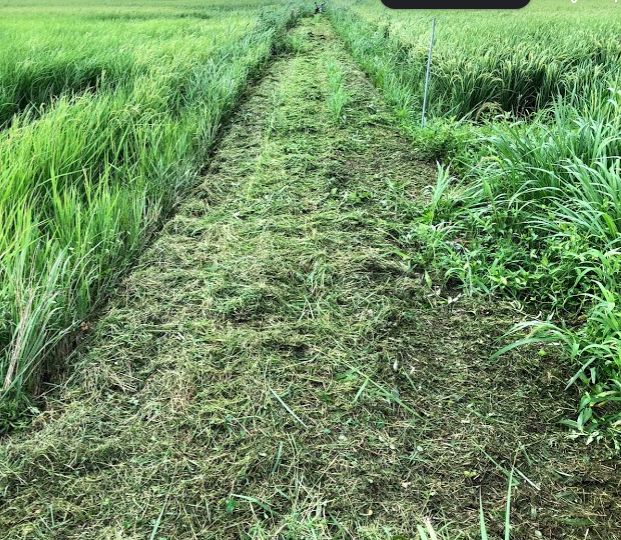 f:id:rice2015:20201029214039j:plain f:id:rice2015:20201029214039j:plain