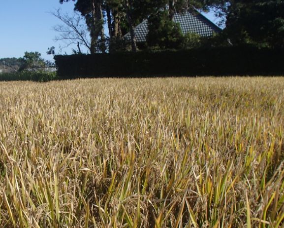 f:id:rice2015:20201029230544j:plain f:id:rice2015:20201029230544j:plain
