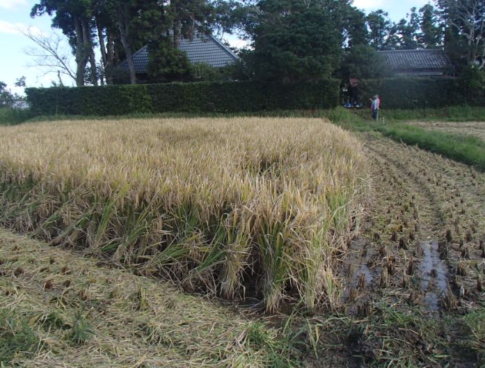 f:id:rice2015:20201029232423j:plain f:id:rice2015:20201029232423j:plain