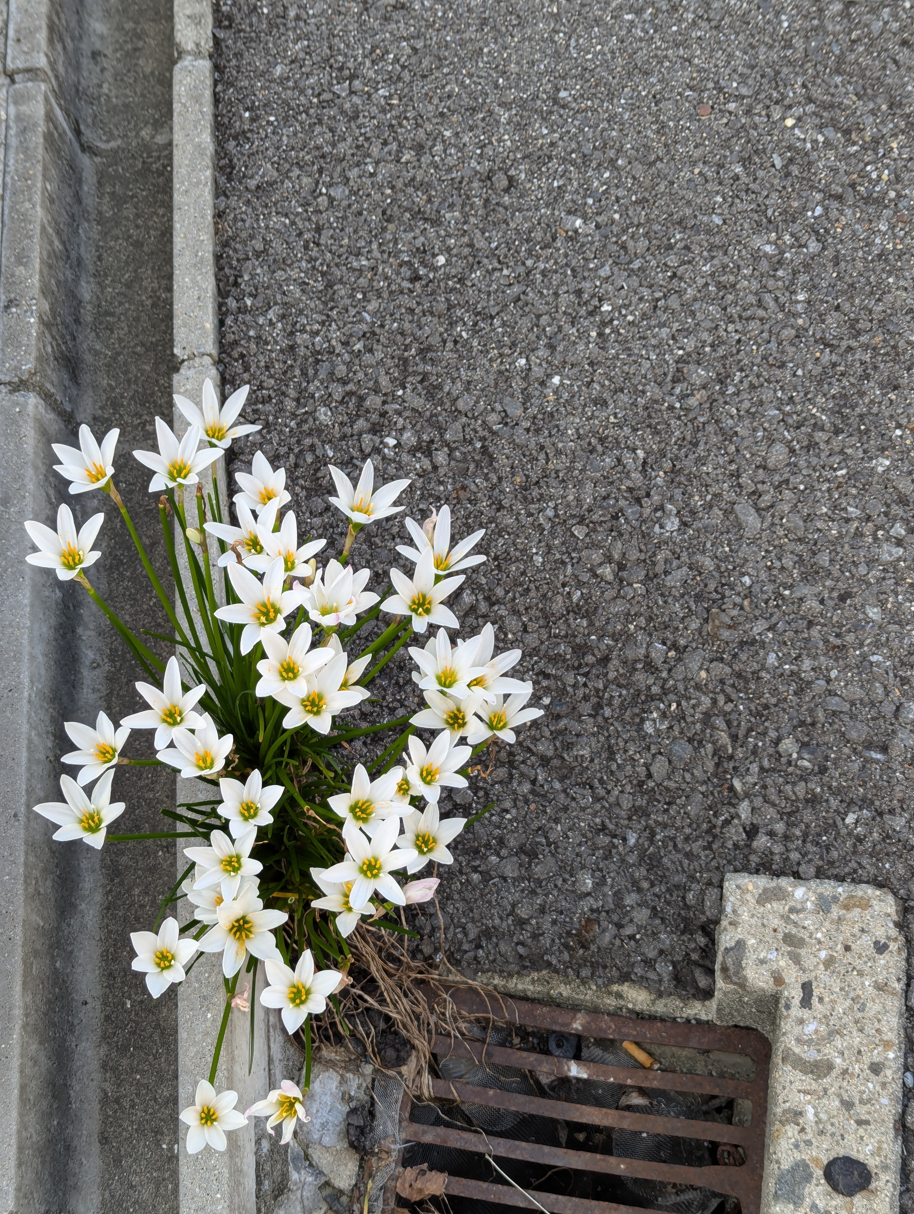 f:id:ricedai:20241013054301j:image