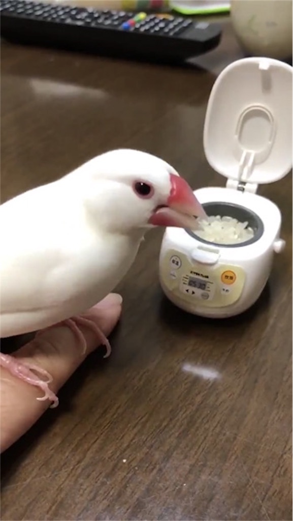 f:id:riceonthenet:20190807110048j:image
