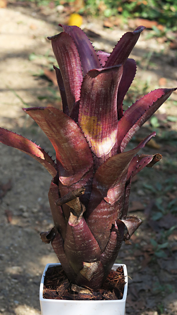 【送料無料】Aechmea 'Candy Cane'〔エクメア〕現品発送A176 エクメア・キャンディケーン - Project BN