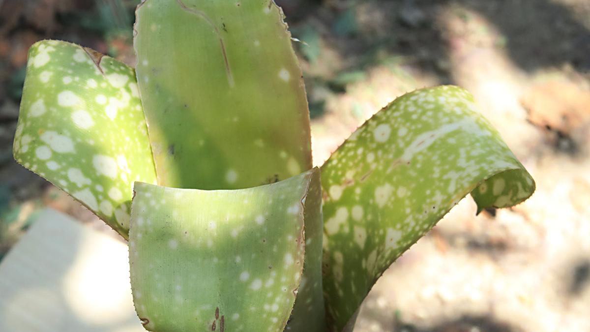 ビルベルギア タルボット クレセントムーン 【公式通販】