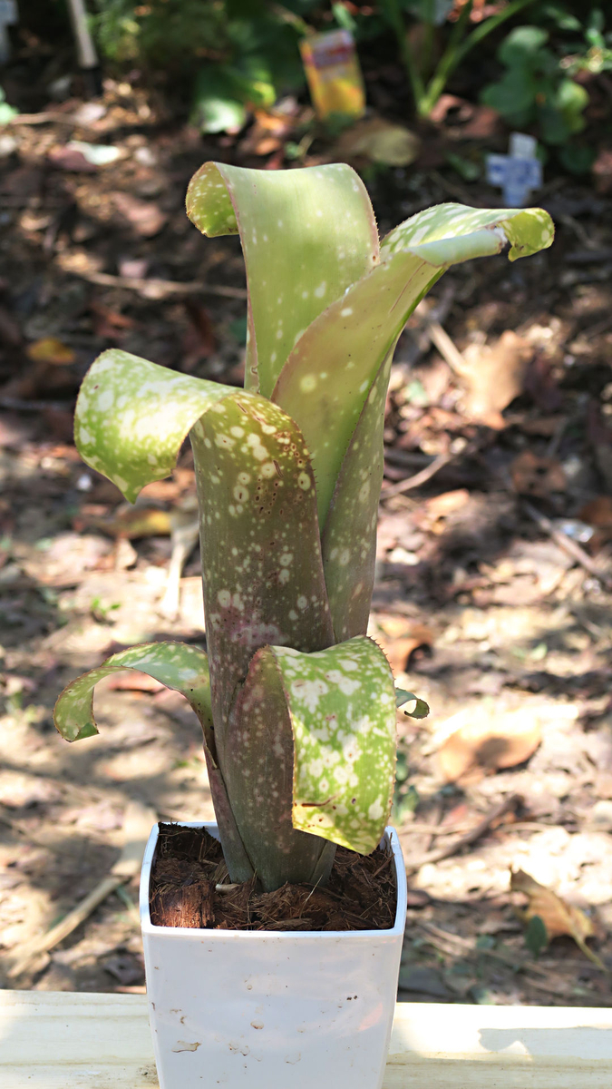 ビルベルギア タルボット クレセントムーン 【公式通販】