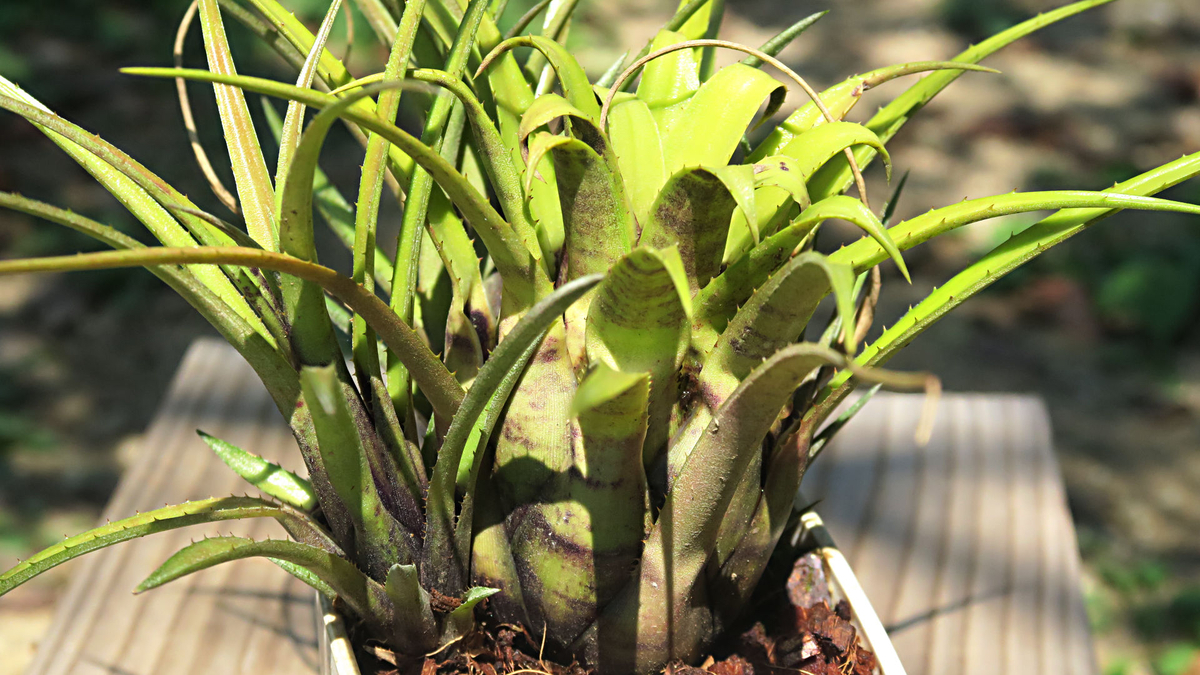 エクメア レクルバータ アズテックゴールド 斑入り タンクブロメリア