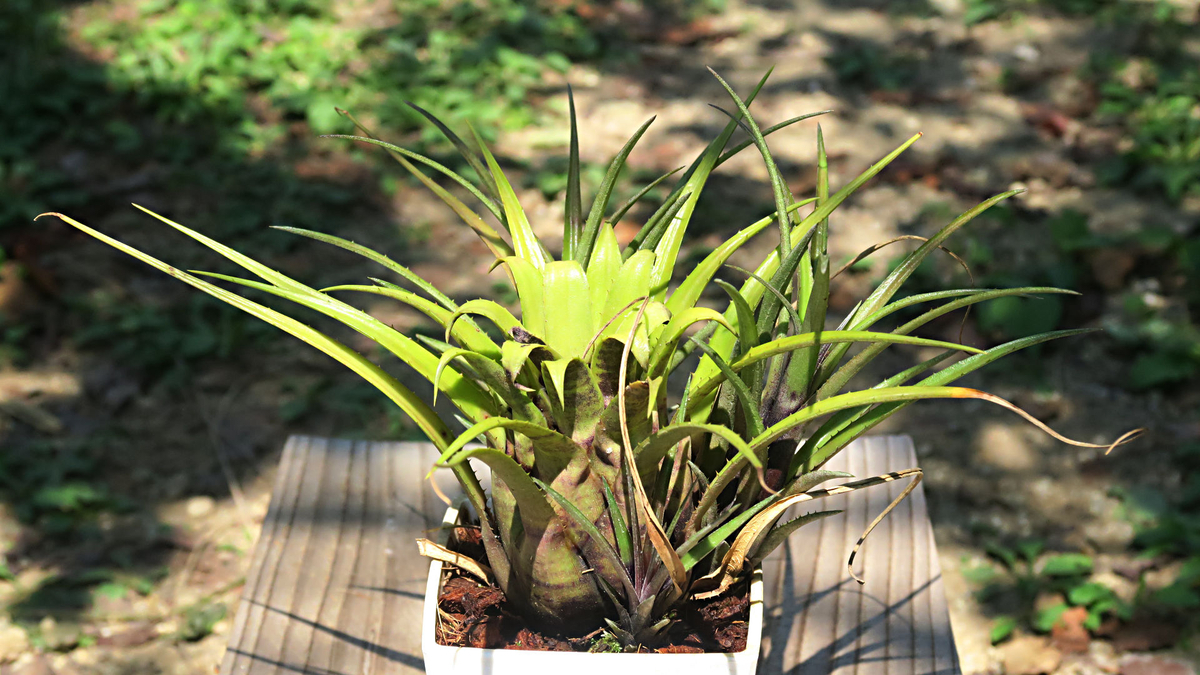 エクメア・レクルバータ・ベンラシー - Project BN