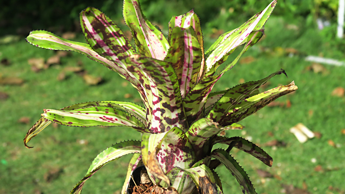 エクメア・バート斑入り」 - Project BN