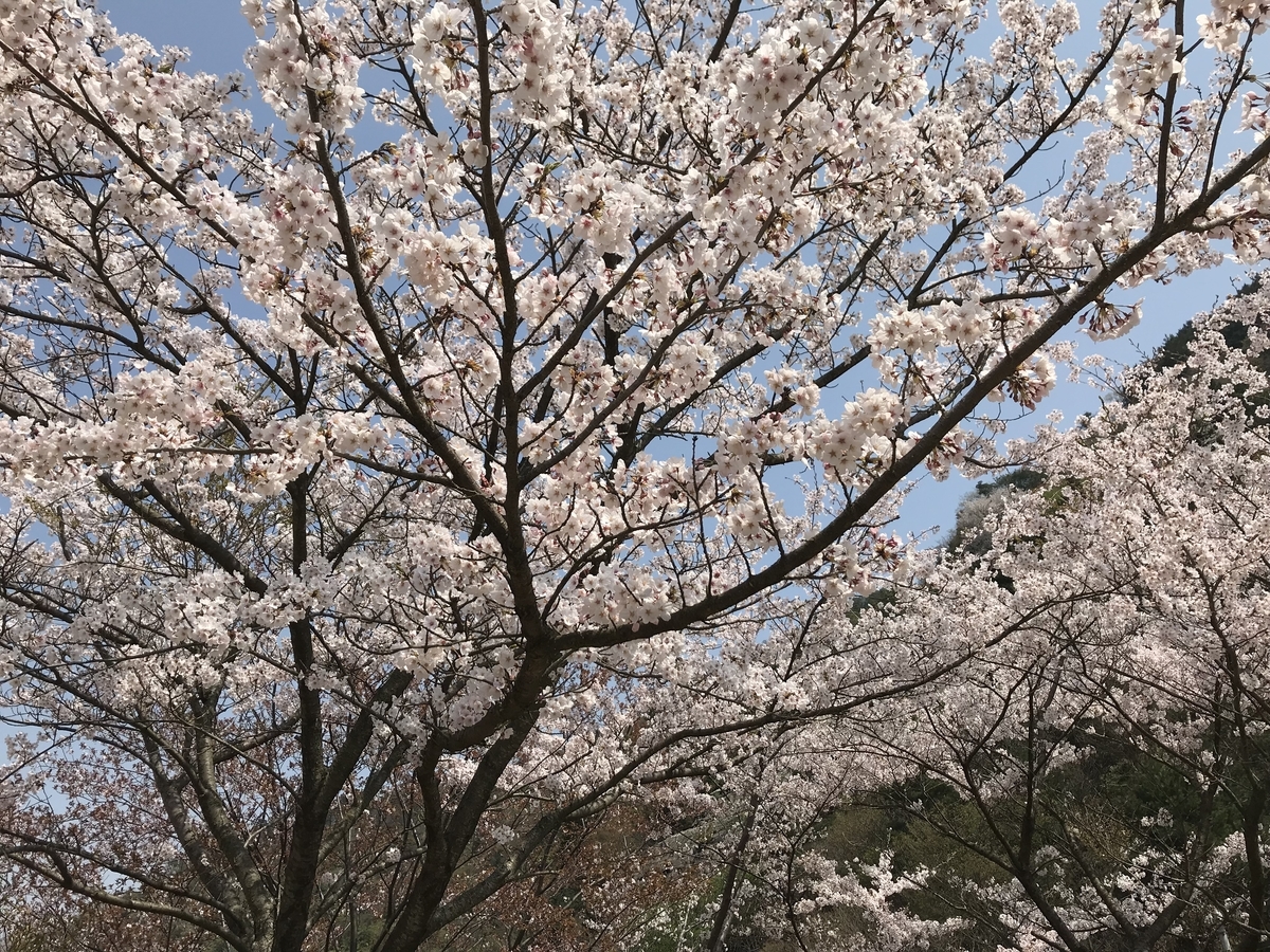 f:id:rich-5688ehime:20190407204509j:plain f:id:rich-5688ehime:20190407204509j:plain