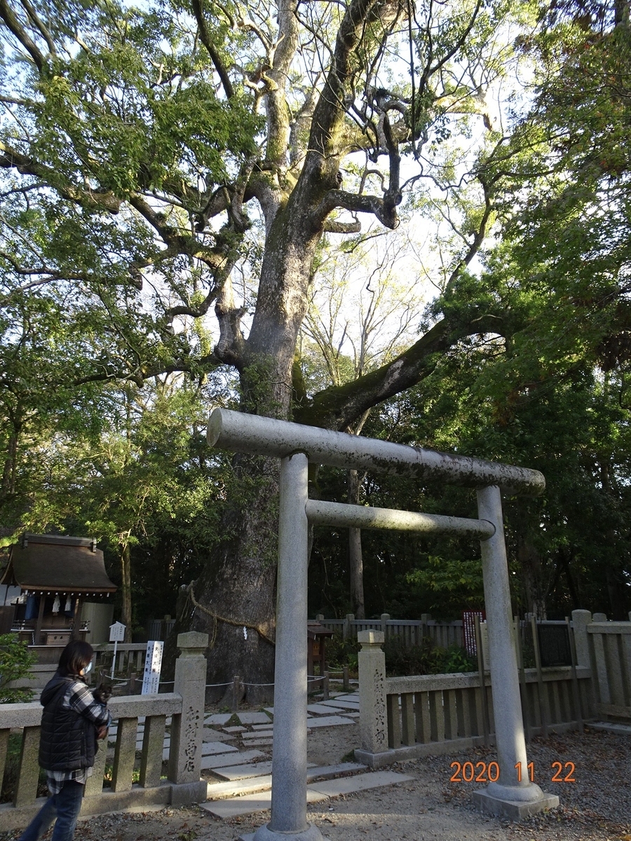 f:id:rich-5688ehime:20201123124108j:plain