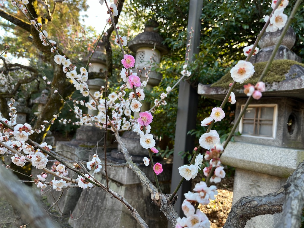 f:id:richiosan:20241227154540j:image f:id:richiosan:20241227154540j:image