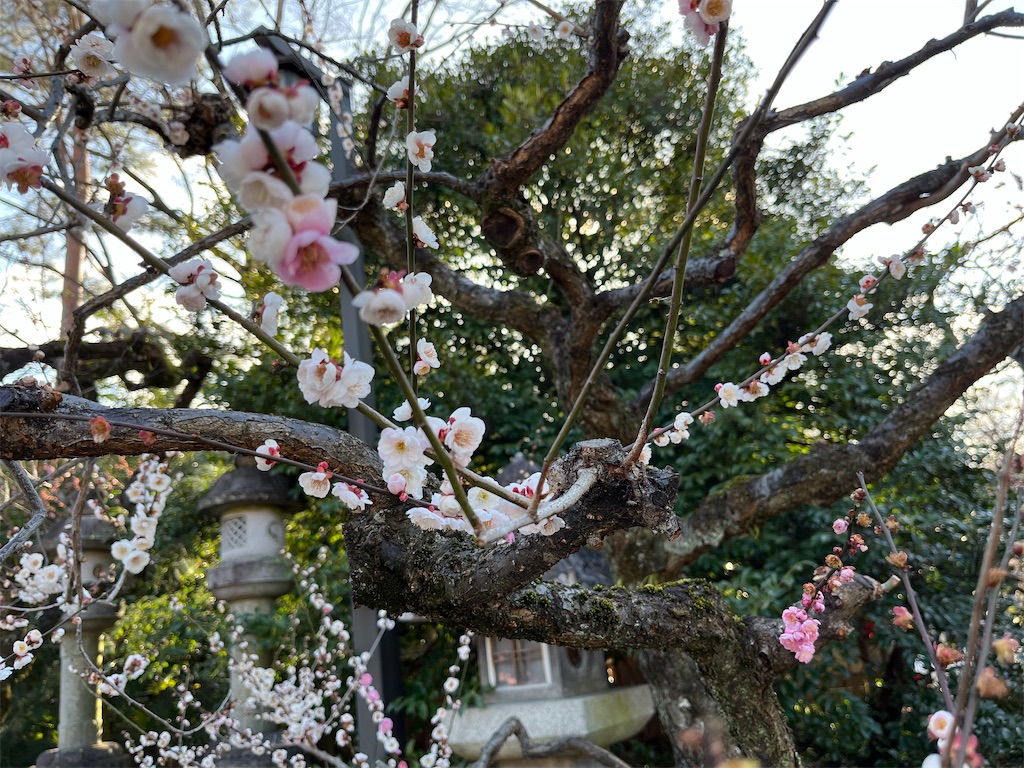 f:id:richiosan:20241227154543j:image f:id:richiosan:20241227154543j:image