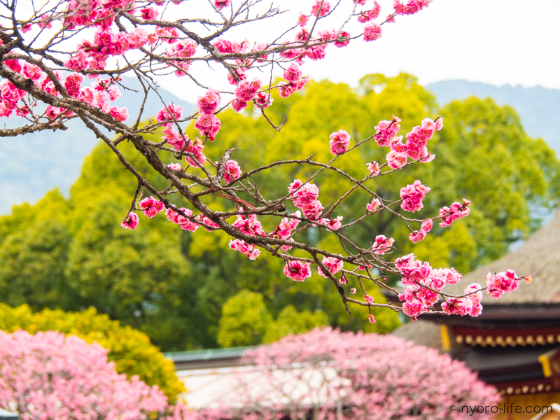 f:id:ricky-ss:20190303141008j:plain