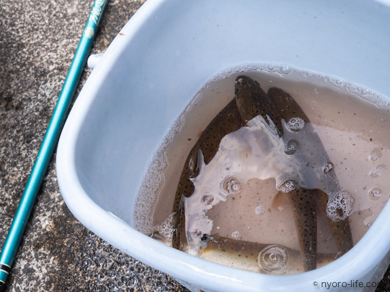 f:id:ricky-ss:20190512213006j:plain