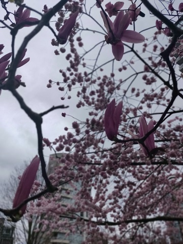 f:id:rico_log:20200331125101j:plain