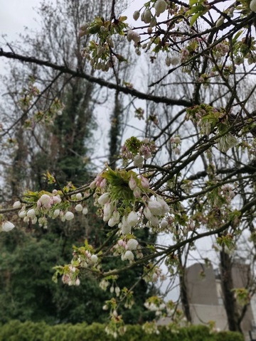 f:id:rico_log:20200331132616j:plain