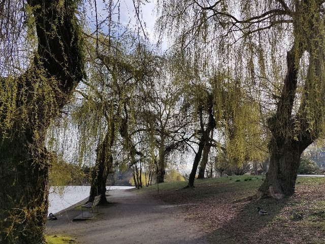 f:id:rico_log:20200402024611j:image