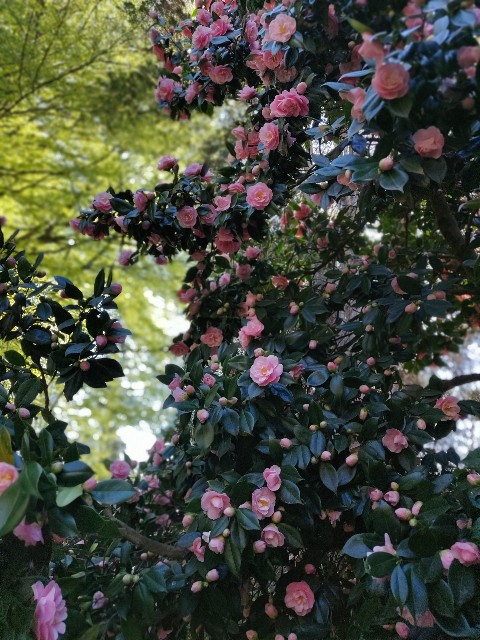 f:id:rico_log:20200417033142j:image