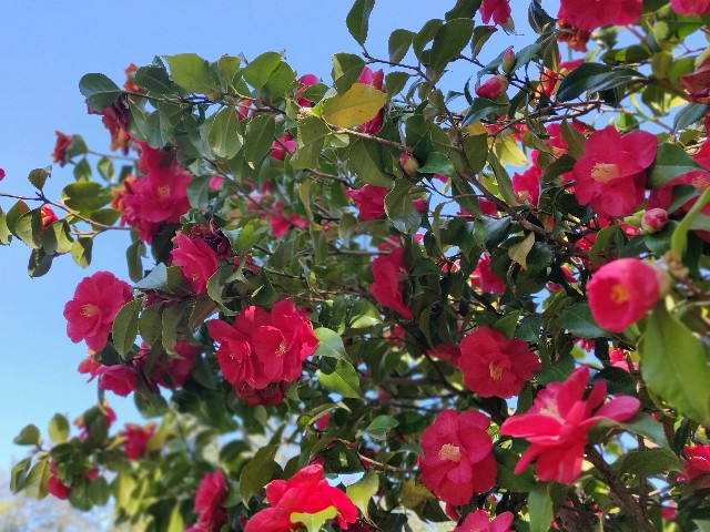 f:id:rico_log:20200417033310j:image