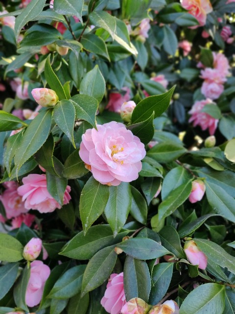 f:id:rico_log:20200417033403j:image