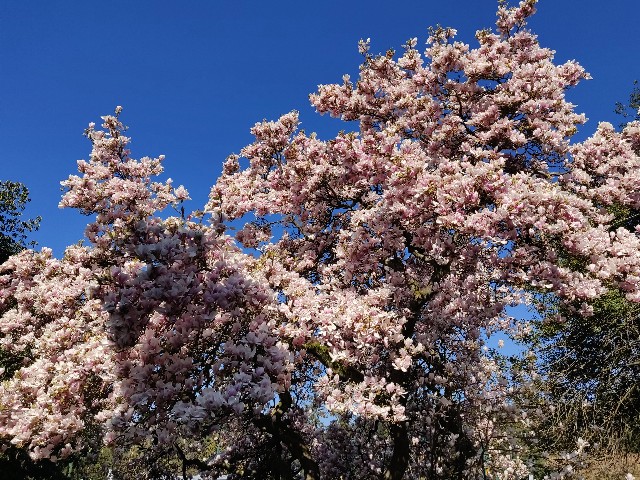 f:id:rico_log:20200417034110j:image