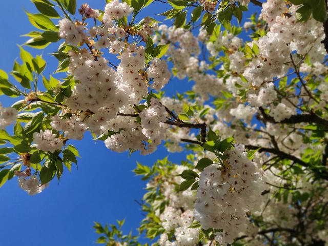 f:id:rico_log:20200417034131j:image