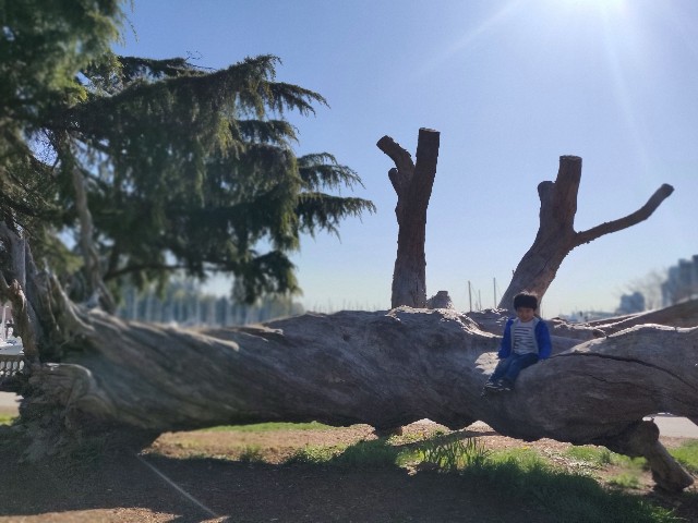 f:id:rico_log:20200417034231j:image