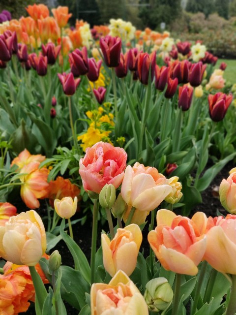 f:id:rico_log:20200424032925j:image