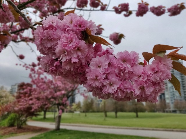 f:id:rico_log:20200424033131j:image