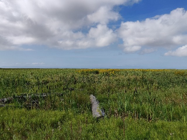 f:id:rico_log:20200831054807j:image