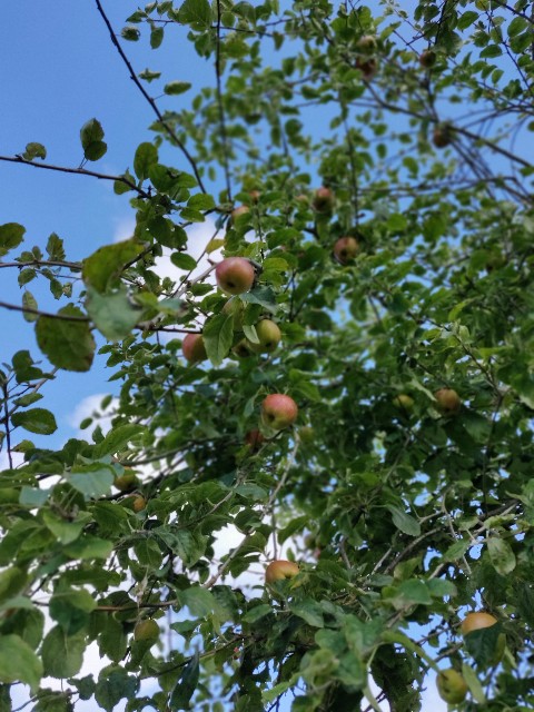 f:id:rico_log:20200831054907j:image