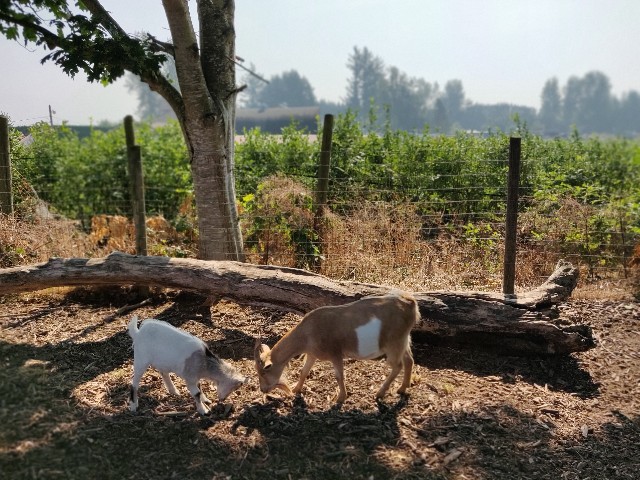 f:id:rico_log:20200914055029j:image