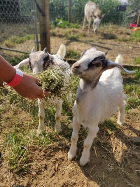 f:id:rico_log:20200914055043j:image