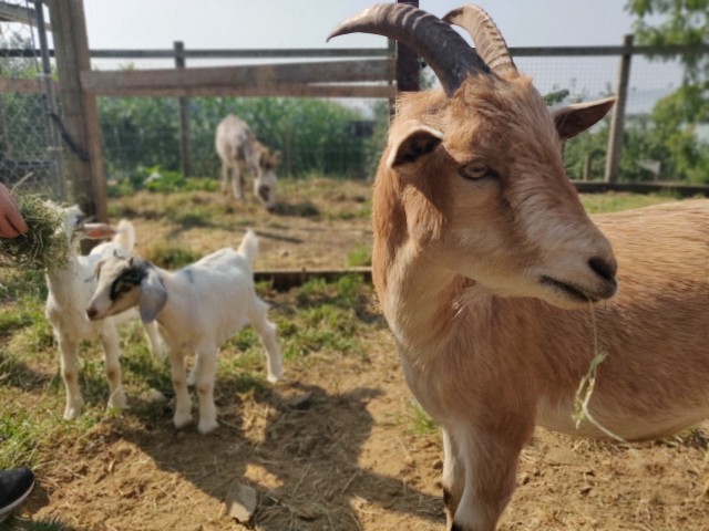 f:id:rico_log:20200914055055j:image