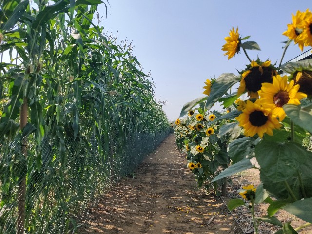 f:id:rico_log:20200914055107j:image