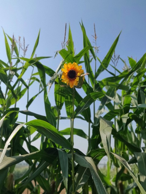 f:id:rico_log:20200914055118j:image