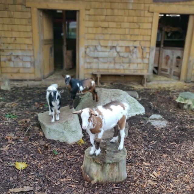 f:id:rico_log:20201001035850j:image