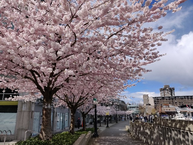 f:id:rico_log:20210405061919j:image f:id:rico_log:20210405061919j:image