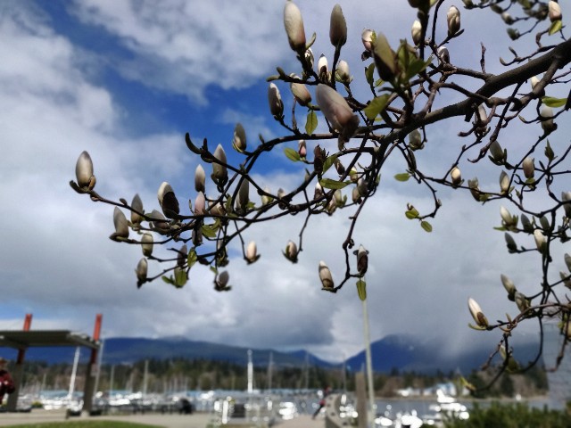 f:id:rico_log:20210405061952j:image f:id:rico_log:20210405061952j:image