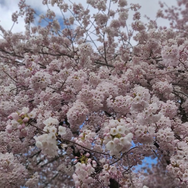 f:id:rico_log:20210412072459j:image f:id:rico_log:20210412072459j:image