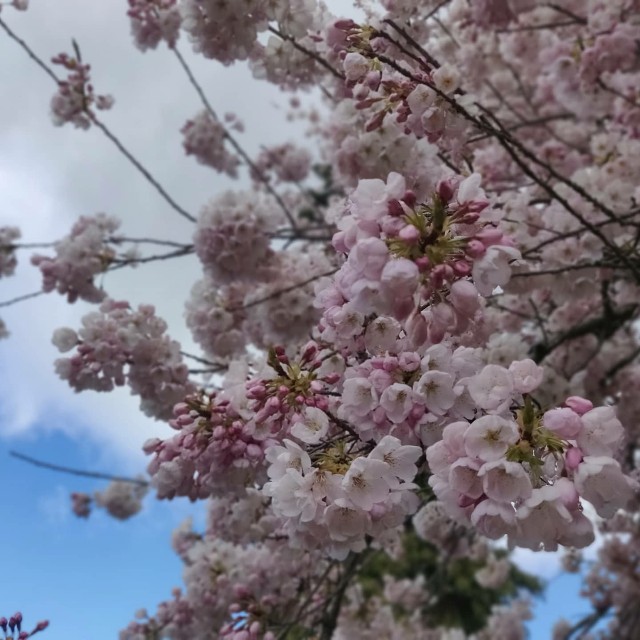 f:id:rico_log:20210412072520j:image f:id:rico_log:20210412072520j:image