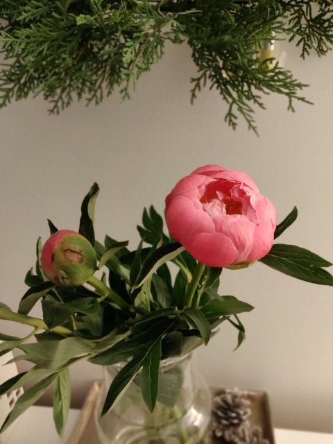 f:id:rico_log:20210511050003j:image f:id:rico_log:20210511050003j:image