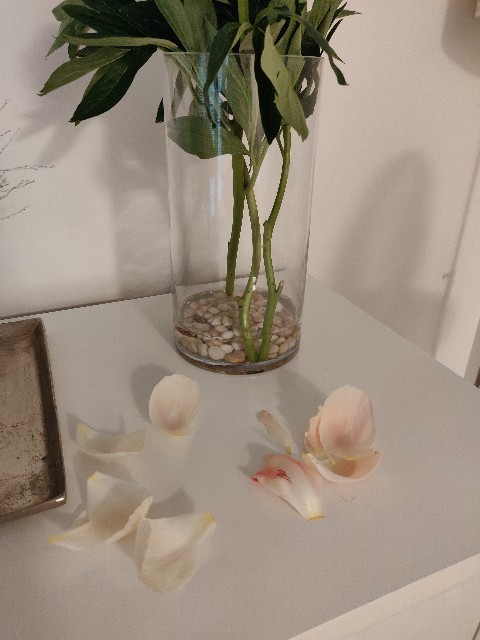 f:id:rico_log:20210527065925j:image