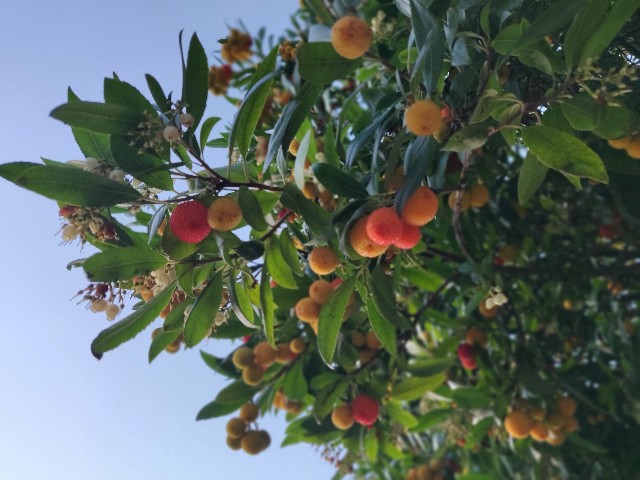 f:id:rico_log:20211031051755j:image