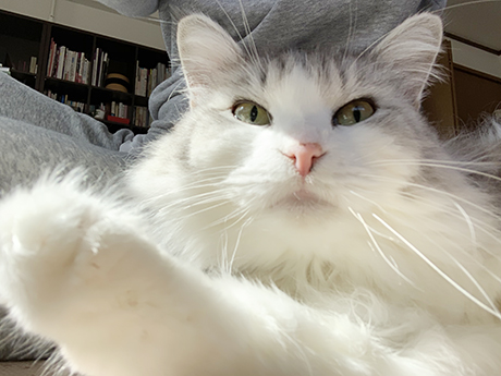 f:id:ricocat:20200627091520j:plain f:id:ricocat:20200627091520j:plain